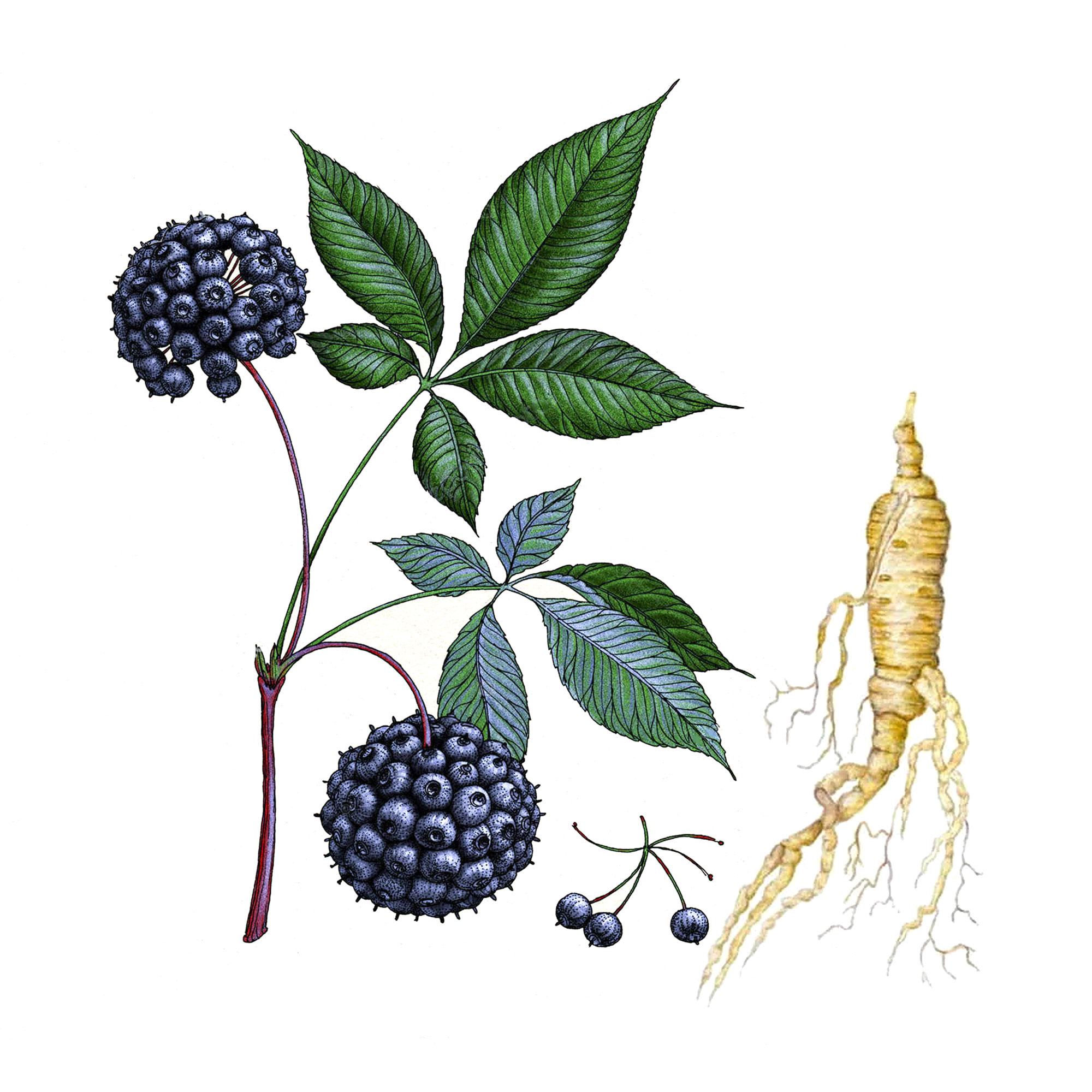 Элеутерококка колючего (сибирского женьшеня) (Eleutherococcus senticosus (Rupr. & Maxim.) Maxim.)  корня экстракт LE, пакет крафт с zip-lock, 100 г